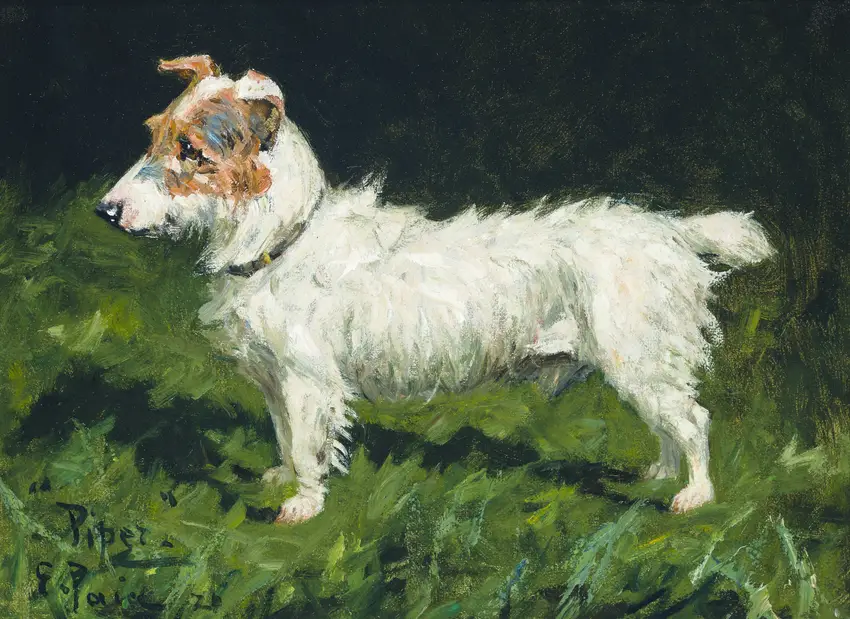 Piper, A Jack Russell Terrier by George Paice